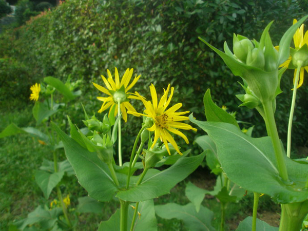 <a href='http://fscangbo.com/mucaozhongzi/7.html' target='_blank'>串葉松香草</a>