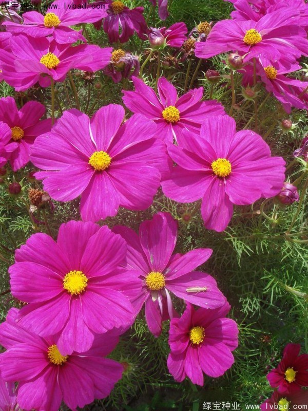 波斯菊<a href='http://fscangbo.com/' target='_blank'>種子</a>