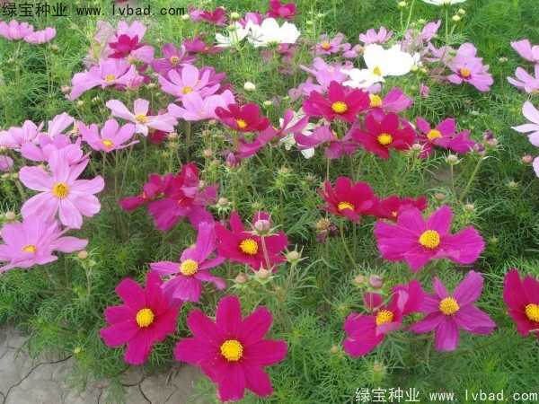 <a href='http://fscangbo.com/caohuazhongzi/12.html' target='_blank'>波斯菊種子</a>