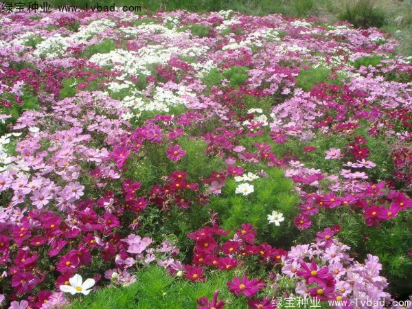 <a href='http://fscangbo.com/caohuazhongzi/12.html' target='_blank'>波斯菊種子</a>