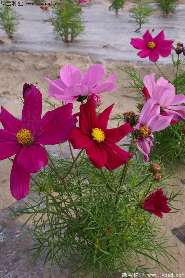 <a href='http://fscangbo.com/caohuazhongzi/12.html' target='_blank'>波斯菊種子</a>