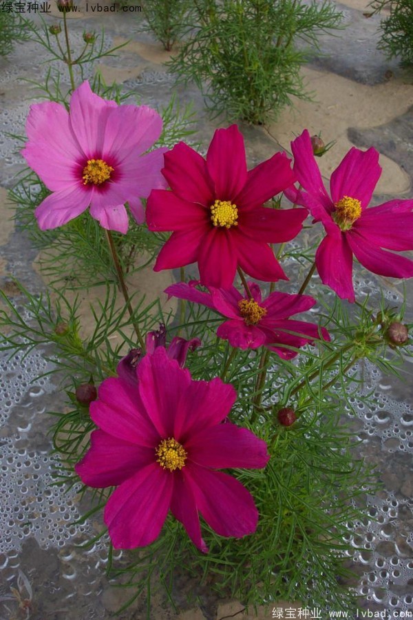 波斯菊<a href='http://fscangbo.com/' target='_blank'>種子</a>