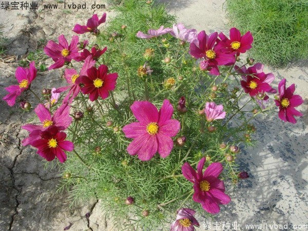 波斯菊<a href='http://fscangbo.com/' target='_blank'>種子</a>