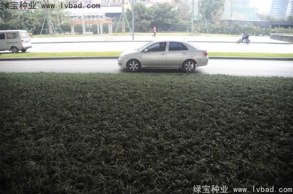 麥冬草<a href='http://fscangbo.com/' target='_blank'>種子</a>