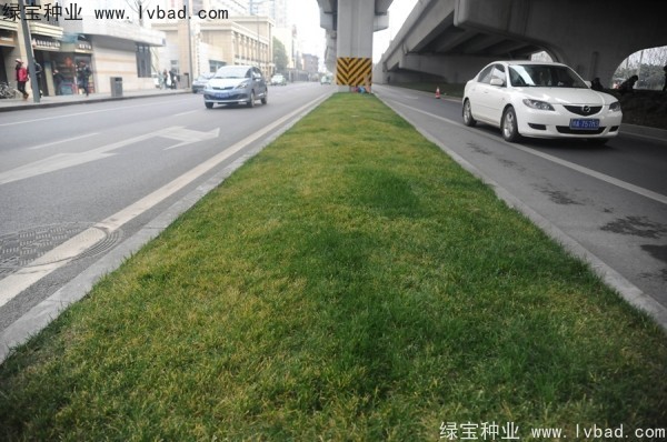 麥冬草<a href='http://fscangbo.com/' target='_blank'>種子</a>