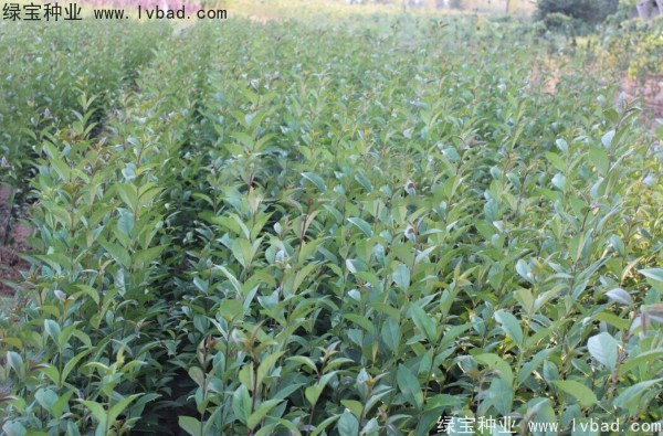 大葉女貞<a href='http://fscangbo.com/' target='_blank'>種子</a>