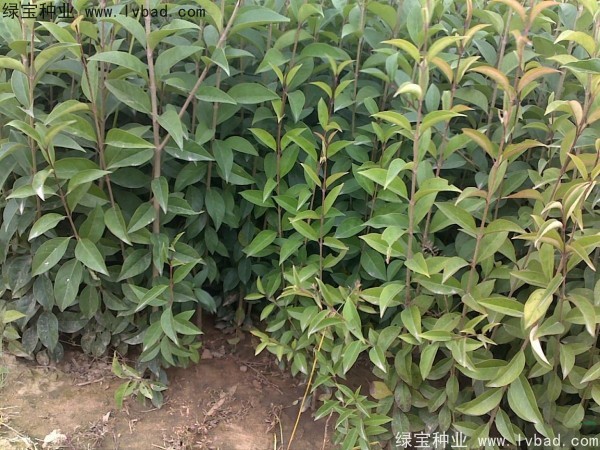 <a href='http://fscangbo.com/linmuzhongzi/1696.html' target='_blank'>大葉女貞種子</a>