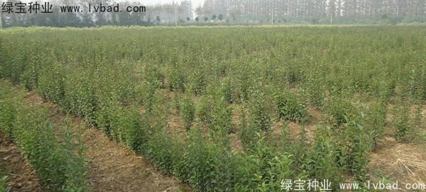 <a href='http://fscangbo.com/linmuzhongzi/1696.html' target='_blank'>大葉女貞種子</a>