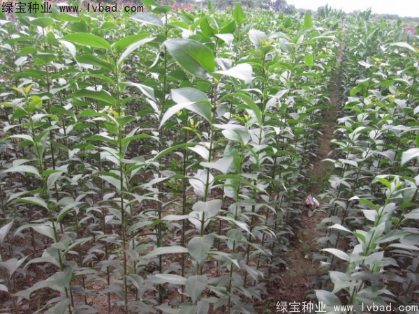 大葉女貞<a href='http://fscangbo.com/' target='_blank'>種子</a>