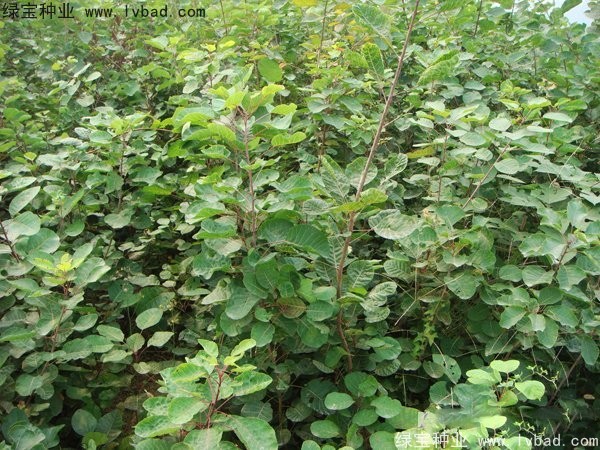 黃櫨<a href='http://fscangbo.com/' target='_blank'>種子</a>