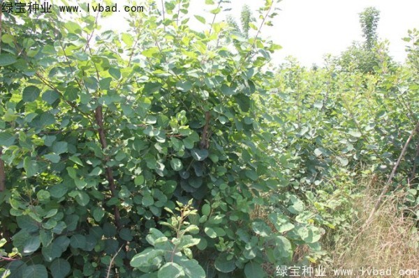 黃櫨<a href='http://fscangbo.com/' target='_blank'>種子</a>