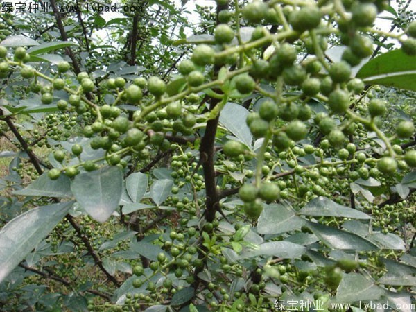 花椒<a href='http://fscangbo.com/' target='_blank'>種子</a>
