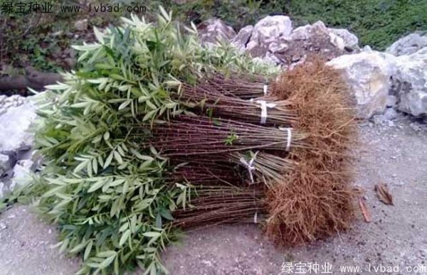 <a href='http://fscangbo.com/linmuzhongzi/1701.html' target='_blank'>花椒種子</a>