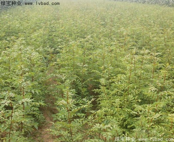 花椒<a href='http://fscangbo.com/' target='_blank'>種子</a>