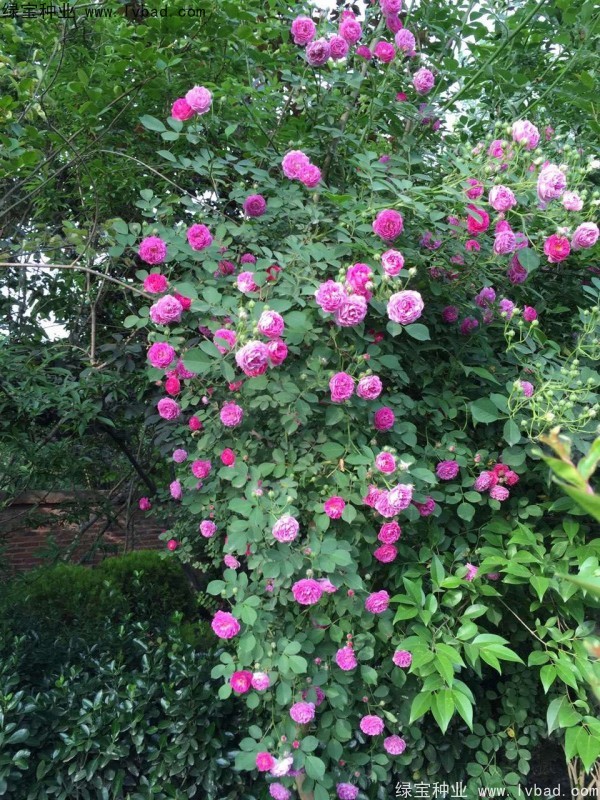 薔薇<a href='http://fscangbo.com/' target='_blank'>種子</a>