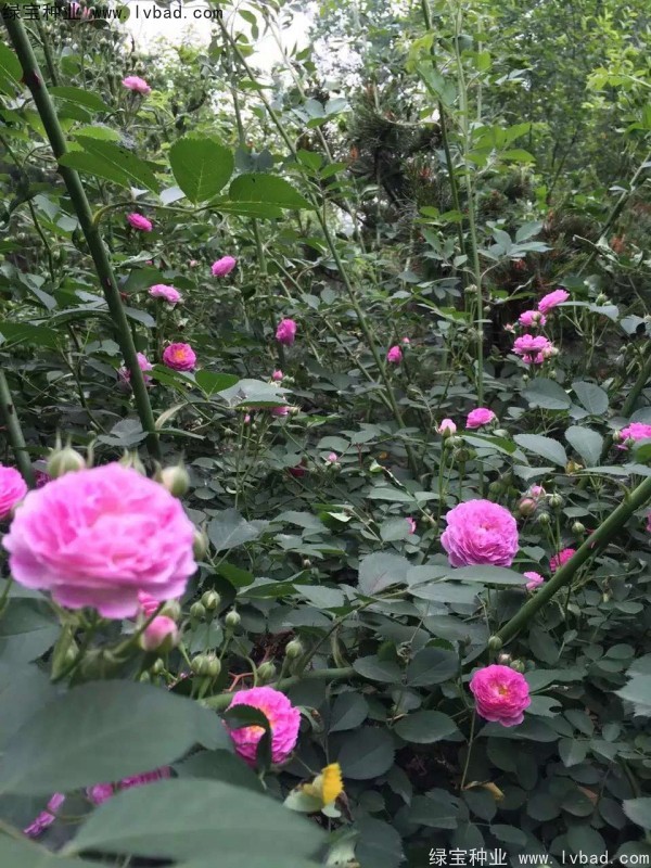 <a href='http://fscangbo.com/linmuzhongzi/1702.html' target='_blank'>薔薇種子</a>