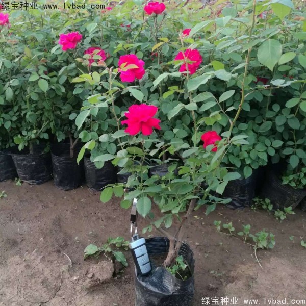 <a href='http://fscangbo.com/linmuzhongzi/1702.html' target='_blank'>薔薇</a><a href='http://fscangbo.com/' target='_blank'>種子</a>