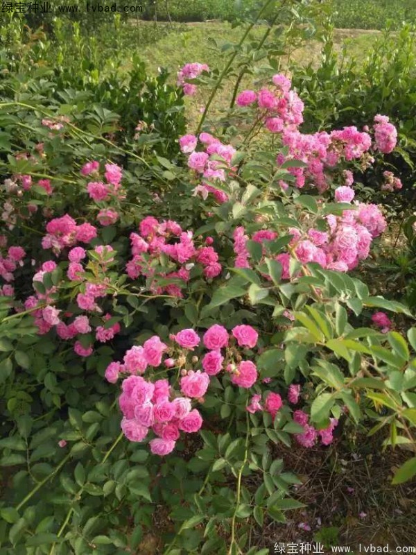 <a href='http://fscangbo.com/linmuzhongzi/1702.html' target='_blank'>薔薇</a><a href='http://fscangbo.com/' target='_blank'>種子</a>