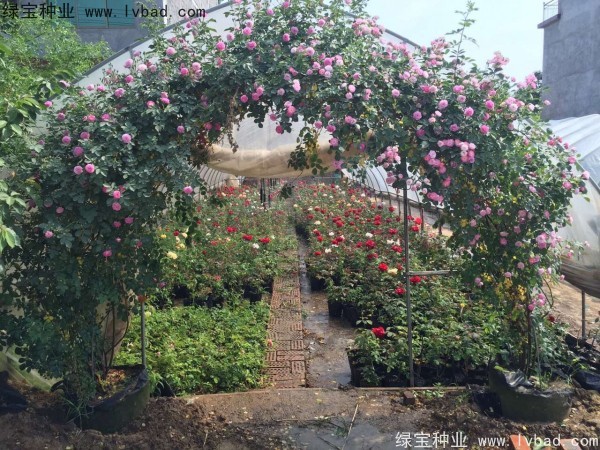 <a href='http://fscangbo.com/linmuzhongzi/1702.html' target='_blank'>薔薇種子</a>
