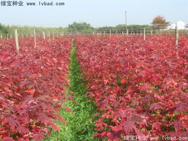 <a href='http://fscangbo.com/linmuzhongzi/1706.html' target='_blank'>紅楓</a><a href='http://fscangbo.com/' target='_blank'>種子</a>