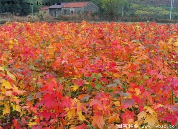 紅楓<a href='http://fscangbo.com/' target='_blank'>種子</a>