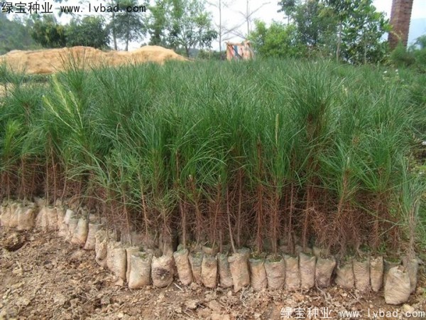 <a href='http://fscangbo.com/linmuzhongzi/1708.html' target='_blank'>馬尾松</a><a href='http://fscangbo.com/' target='_blank'>種子</a>