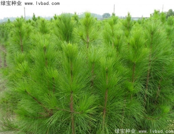 <a href='http://fscangbo.com/linmuzhongzi/1708.html' target='_blank'>馬尾松種子</a>