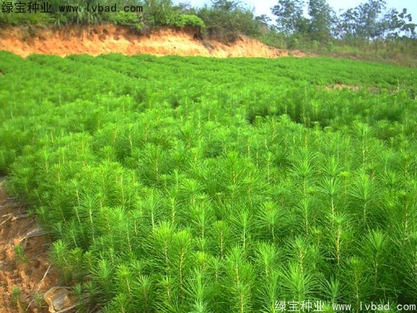 馬尾松<a href='http://fscangbo.com/' target='_blank'>種子</a>