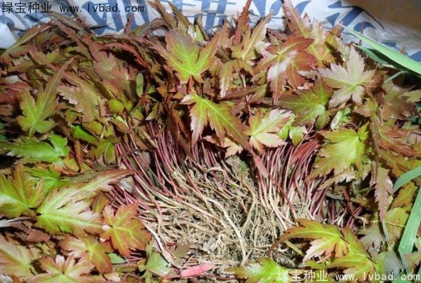 <a href='http://fscangbo.com/linmuzhongzi/1711.html' target='_blank'>雞爪槭</a><a href='http://fscangbo.com/' target='_blank'>種子</a>