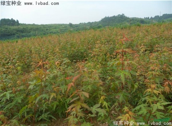 <a href='http://fscangbo.com/linmuzhongzi/1711.html' target='_blank'>雞爪槭種子</a>