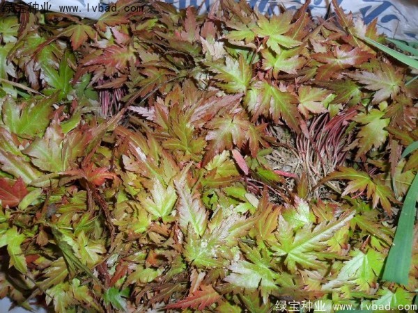 <a href='http://fscangbo.com/linmuzhongzi/1711.html' target='_blank'>雞爪槭種子</a>