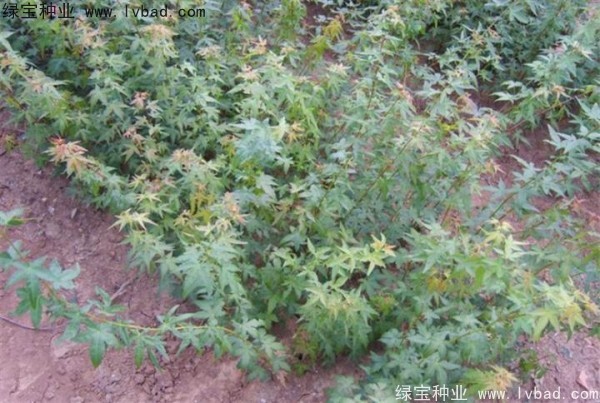 <a href='http://fscangbo.com/linmuzhongzi/1711.html' target='_blank'>雞爪槭種子</a>