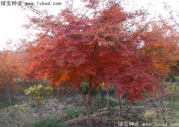 雞爪槭<a href='http://fscangbo.com/' target='_blank'>種子</a>