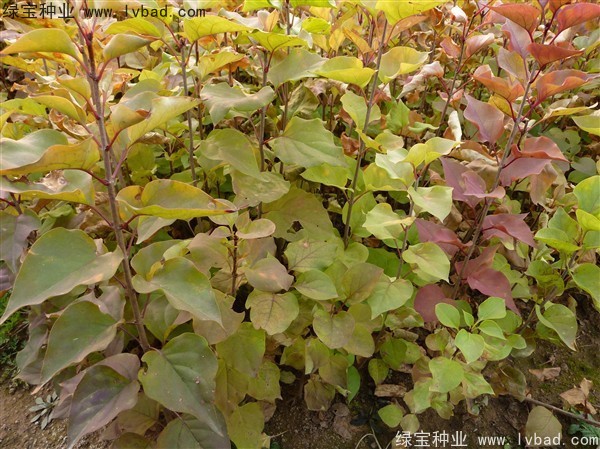 <a href='http://fscangbo.com/linmuzhongzi/1713.html' target='_blank'>丁香</a><a href='http://fscangbo.com/' target='_blank'>種子</a>