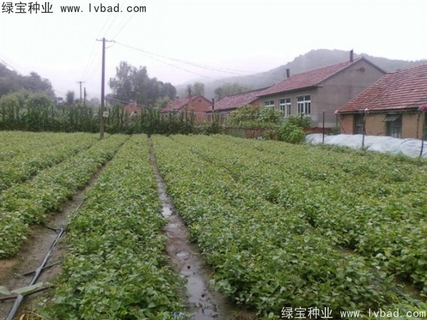 <a href='http://fscangbo.com/linmuzhongzi/1713.html' target='_blank'>丁香種子</a>