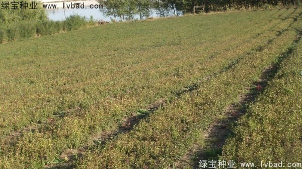 <a href='http://fscangbo.com/linmuzhongzi/1713.html' target='_blank'>丁香種子</a>