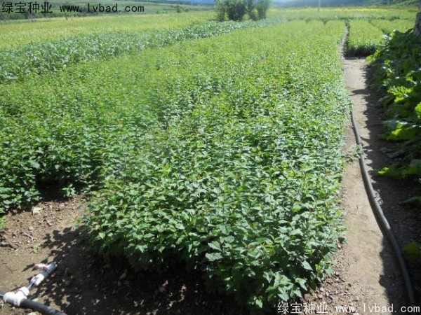 <a href='http://fscangbo.com/linmuzhongzi/1713.html' target='_blank'>丁香</a><a href='http://fscangbo.com/' target='_blank'>種子</a>