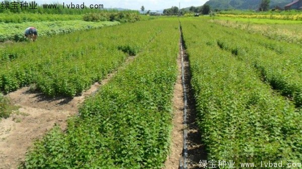 <a href='http://fscangbo.com/linmuzhongzi/1713.html' target='_blank'>丁香種子</a>