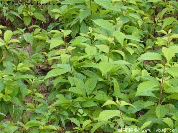 <a href='http://fscangbo.com/linmuzhongzi/1715.html' target='_blank'>榆葉梅種子</a>