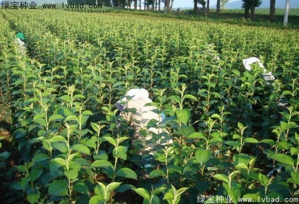 榆葉梅<a href='http://fscangbo.com/' target='_blank'>種子</a>