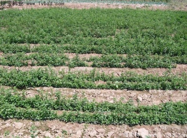 <a href='http://fscangbo.com/linmuzhongzi/1715.html' target='_blank'>榆葉梅種子</a>