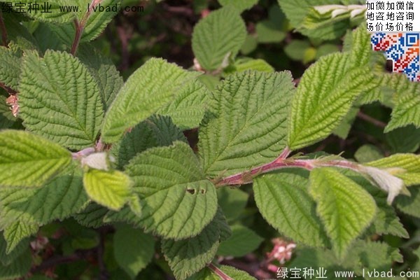 <a href='http://fscangbo.com/linmuzhongzi/1715.html' target='_blank'>榆葉梅</a><a href='http://fscangbo.com/' target='_blank'>種子</a>