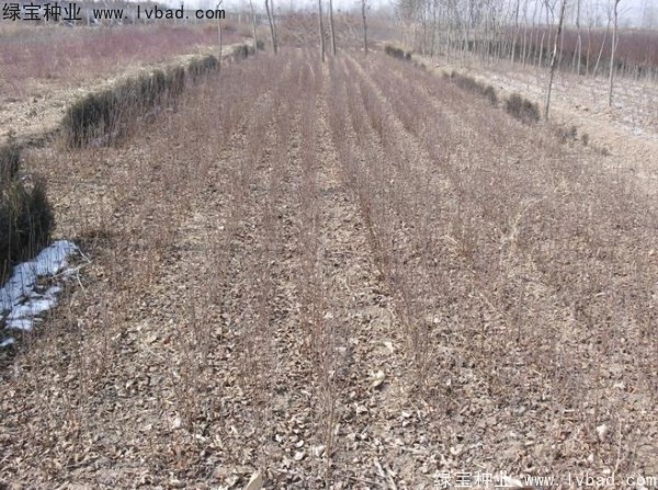 榆葉梅<a href='http://fscangbo.com/' target='_blank'>種子</a>