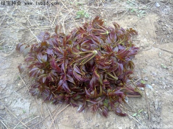 <a href='http://fscangbo.com/linmuzhongzi/1719.html' target='_blank'>香椿種子</a>