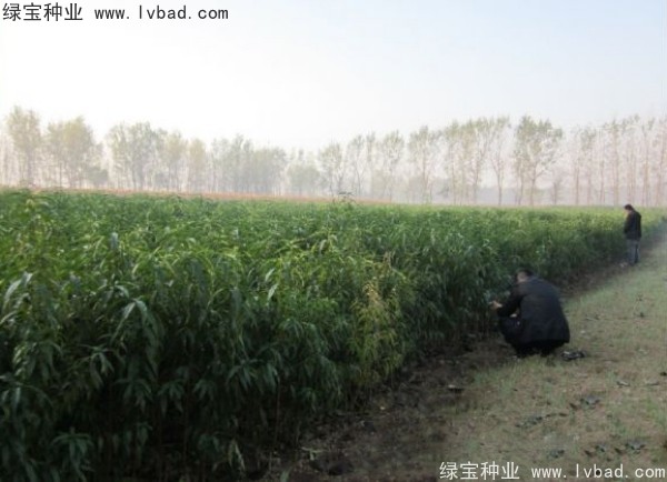 <a href='http://fscangbo.com/linmuzhongzi/1723.html' target='_blank'>桃樹種子</a>