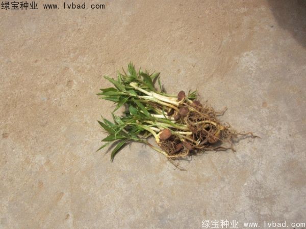 <a href='http://fscangbo.com/linmuzhongzi/1723.html' target='_blank'>桃樹</a><a href='http://fscangbo.com/' target='_blank'>種子</a>