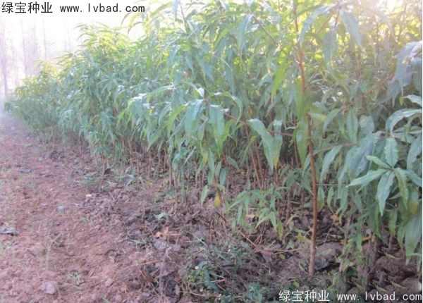 <a href='http://fscangbo.com/linmuzhongzi/1723.html' target='_blank'>桃樹種子</a>