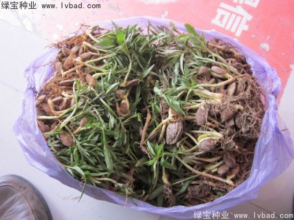 <a href='http://fscangbo.com/linmuzhongzi/1723.html' target='_blank'>桃樹</a><a href='http://fscangbo.com/' target='_blank'>種子</a>