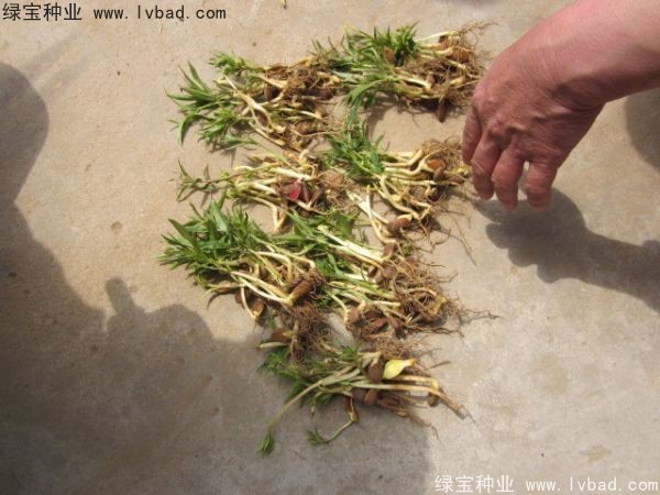 <a href='http://fscangbo.com/linmuzhongzi/1723.html' target='_blank'>桃樹種子</a>