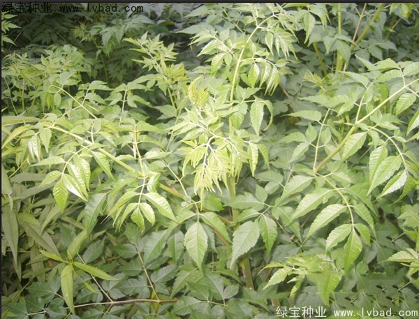 苦楝<a href='http://fscangbo.com/' target='_blank'>種子</a>